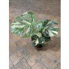 Monstera deliciosa variegata Thai Constellation, průměr 15-17 cm  Monstera skvostná