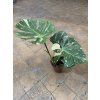 Monstera deliciosa variegata Thai Constellation, průměr 15-17 cm  Monstera skvostná
