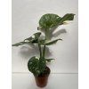 Monstera deliciosa variegata Thai Constellation, průměr 15-17 cm  Monstera skvostná