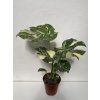 Monstera deliciosa variegata Thai Constellation, průměr 15-17 cm  Monstera skvostná