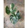 Monstera deliciosa variegata Thai Constellation, průměr 15-17 cm  Monstera skvostná