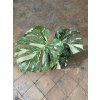 Monstera deliciosa variegata Thai Constellation, průměr 15-17 cm  Monstera skvostná