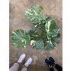 Monstera deliciosa variegata Thai Constellation, průměr 15-17 cm  Monstera skvostná