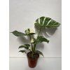 Monstera deliciosa variegata Thai Constellation, průměr 15-17 cm  Monstera skvostná