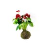 15704 1 kokedama anthurium mix m l zachran kytku