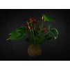 15704 2 kokedama anthurium mix m l zachran kytku