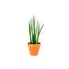 Sansevieria bacularis, průměr 10 cm