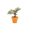 Calathea Sanderiana (ORNATA), průměr 6 7 cm