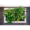 Obraz z živých rostlin Slimgreenwall® 120x80 cm, osázený a včetně instalace, více barev