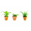 Set rostlin Baby plants kapradiny
