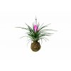 16628 1 kokedama tillandsia anita m zachran kytku
