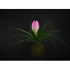 16628 2 kokedama tillandsia anita m zachran kytku