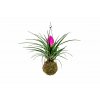 16628 kokedama tillandsia anita m zachran kytku