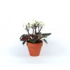 Gardners.cz Saintpaulia, průměr 7 cm3