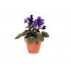 Gardners.cz Saintpaulia, průměr 7 cm1