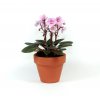 Gardners.cz Saintpaulia, průměr 7 cm2