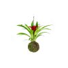 Kokedama Guzmania (M)  Guzmánie