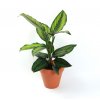 Calathea Beautystar, průměr 11-12 cm  Kalatea