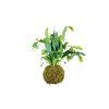 Kokedama Phlebodium (L)  Febódium, tečkovka zlatá