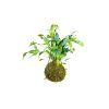 Kokedama Phlebodium (L)  Febódium, tečkovka zlatá