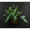 Kokedama Phlebodium (L)  Febódium, tečkovka zlatá