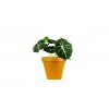 Alocasia Black Velvet, průměr 12 cm  Alokásie,  Alokázie