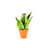 Sansevieria Hahnii, průměr 9 cm - ZACHRAŇ KYTKU  Sanseveria, Tchýnin jazyk, Tenura