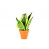 Sansevieria Hahnii, průměr 9 cm - ZACHRAŇ KYTKU  Sanseveria, Tchýnin jazyk, Tenura