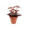 Begonia Beniga Polka Dot Pink, průměr 14 cm  Begónie, andělská křídla