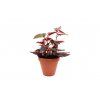 Begonia Beniga Polka Dot Pink, průměr 14 cm  Begónie, andělská křídla