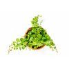 Peperomia prostrata, průměr 9 cm  Peperomie, pepřinec