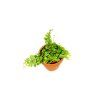 Peperomia prostrata, průměr 9 cm  Peperomie, pepřinec