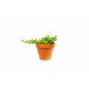 Peperomia prostrata, průměr 9 cm  Peperomie, pepřinec