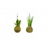 Set Kokedam Sansevieria (M)  Sanseveria, Tchýnin jazyk, Tenura