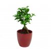 Ficus microcarpa Ginseng