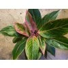 19616 1 aglaonema siam aurora pink prumer 12 14 cm