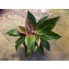 19616 2 aglaonema siam aurora pink prumer 12 14 cm