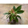 19616 aglaonema siam aurora pink prumer 12 14 cm