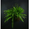 19631 1 kokedama nephrolepis mix l zachran kytku