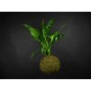 19742 1 kokedama aglaonema mix l zachran kytku