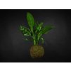 19742 2 kokedama aglaonema mix l zachran kytku