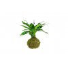 19742 kokedama aglaonema mix l zachran kytku