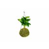 20078 1 kokedama coffea arabica l zachran kytku