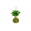 20078 kokedama coffea arabica l zachran kytku