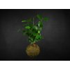 20084 2 kokedama ficus microcarpa ginseng l zachran kytku