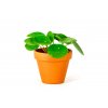 Gardners.cz Pilea 2