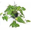 Gardners.cz Epipremnum Aureum závěs, průměr 15 cm