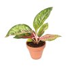 20933 1 aglaonema red emerald prumer 12 14 cm
