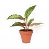 20933 aglaonema red emerald prumer 12 14 cm