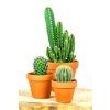 Gardners.cz Kaktus mix4